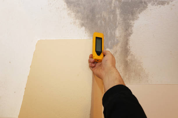 Best Mold Remediation for Vacation Homes  in Marathon, FL