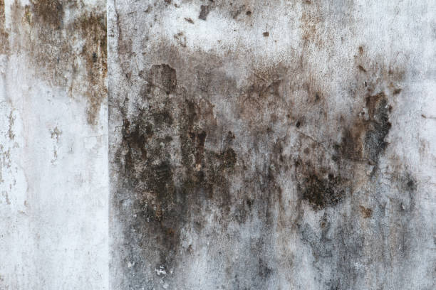 Best Emergency Mold Remediation  in Marathon, FL