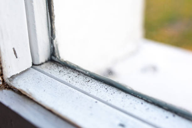 Best Attic Mold Removal  in Marathon, FL
