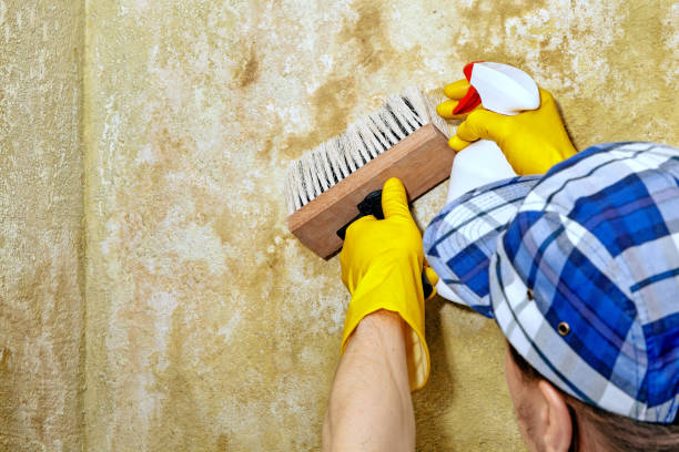 Best Basement Mold Removal  in Marathon, FL