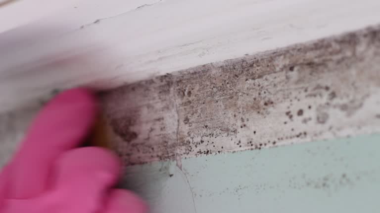 Best Mold-Related Health Consultation  in Marathon, FL